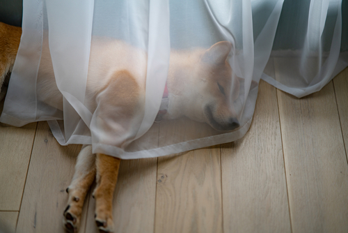 How To Remove Pet Hair And Odor From Curtains
